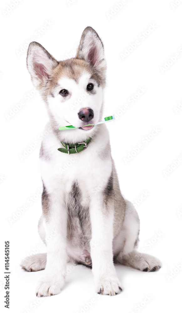 Cute Malamute puppy sitting with tooth brush, isolated on white