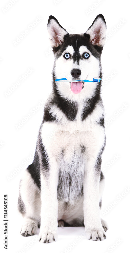 Beautiful cute husky puppy   with tooth brush, isolated on white