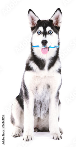Beautiful cute husky puppy with tooth brush, isolated on white