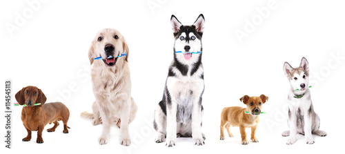 Fototapeta Naklejka Na Ścianę i Meble -  Cute dogs with tooth brushes, isolated on white