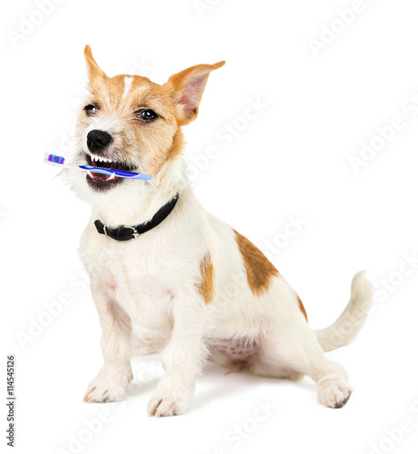 Funny little dog Jack Russell terrier with tooth brush, isolated on white