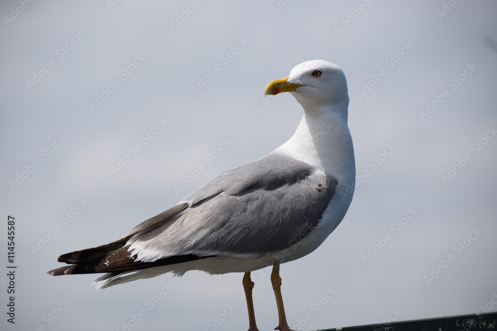 Silbermöwe Silbermöwe
