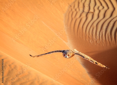 Photography Desert Eagle Owl