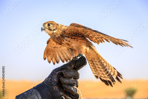 Photography Female Kestrel