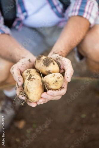 High angle view of gardener holding potatoes in garden