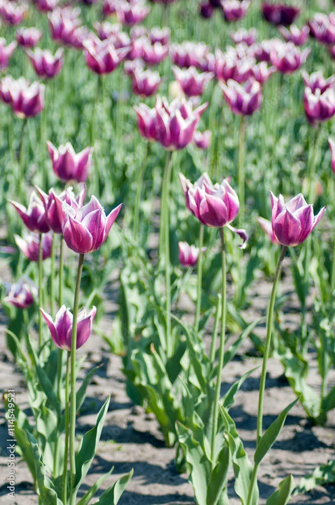 Tulip flower field.