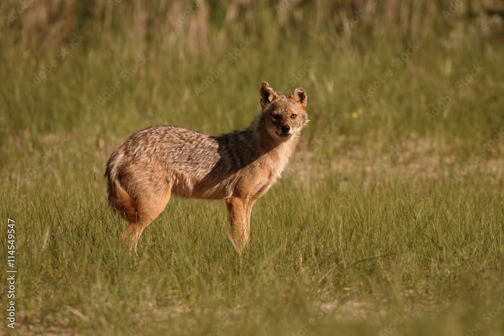 European jackal, Canis aureus moreoticus European jackal, Canis aureus moreoticus