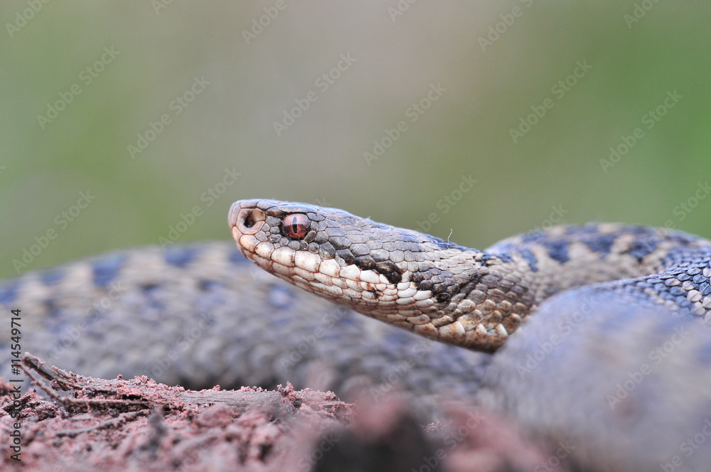 Kreuzotter Vipera berus Schlange Kreuzotter Vipera berus Schlange
