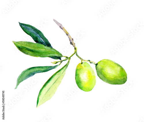Olive branch - green olives vegetables and leaves. Watercolor