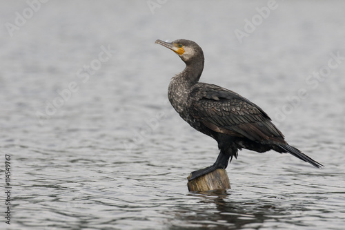 Great cormorant, Phalacrocorax carbo