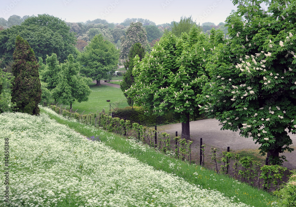 Spring park with blooming chestnut trees and flowers goutweed in the foreground. Spring park with blooming chestnut trees and flowers goutweed in the foreground.