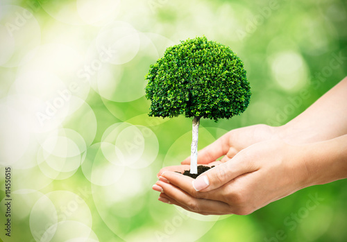 Female hands holding green tree on natural background
