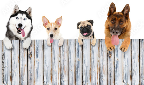 Sticker Group of dogs in front of white background with wooden space for your text