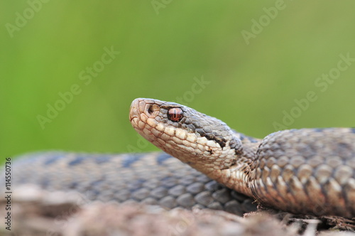 Kreuzotter Vipera berus Schlange photo