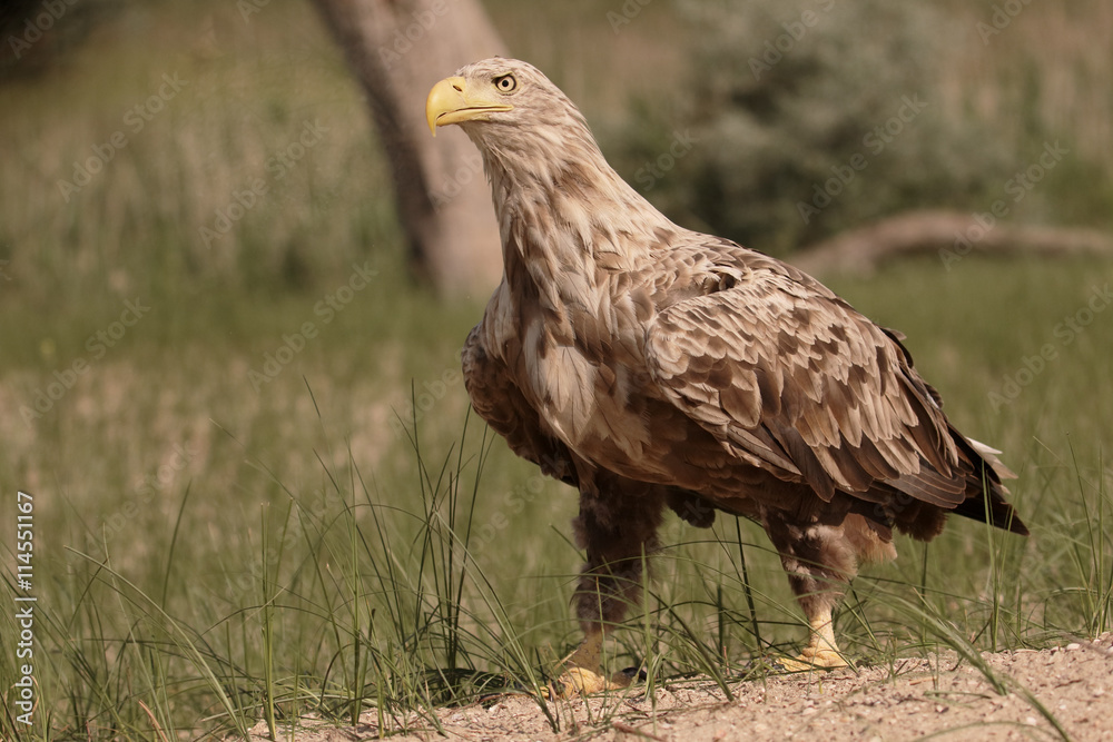 White-tailed sea-eagle, Haliaeetus albicilla White-tailed sea-eagle, Haliaeetus albicilla