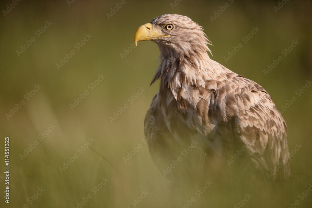 White-tailed sea-eagle, Haliaeetus albicilla White-tailed sea-eagle, Haliaeetus albicilla