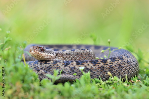 Kreuzotter Vipera berus Schlange
