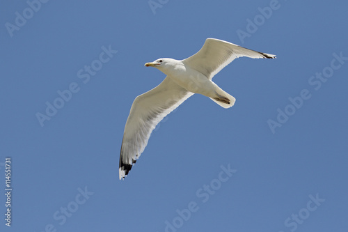 Yellow-legged gull  Larus michahellis