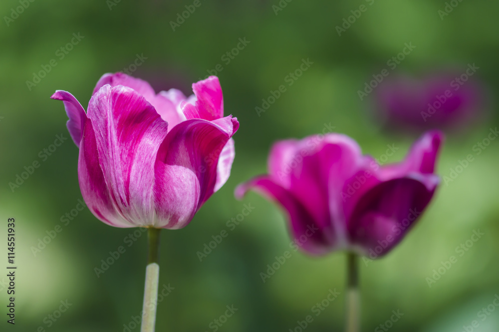 Pink tulips on the green background in sunny spring day Pink tulips on the green background in sunny spring day