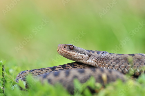 Kreuzotter Vipera berus Schlange