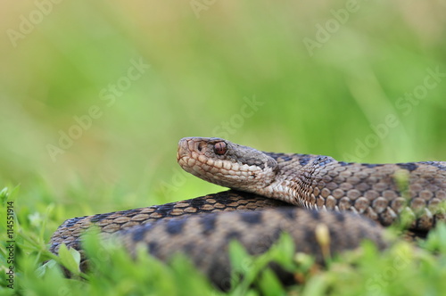 Kreuzotter Vipera berus Schlange photo