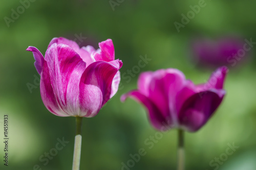 Pink tulips on the green background in sunny spring day