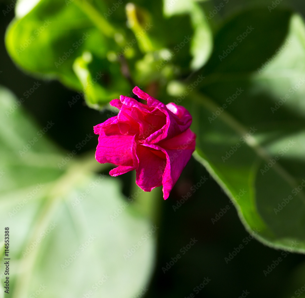 red flower in nature