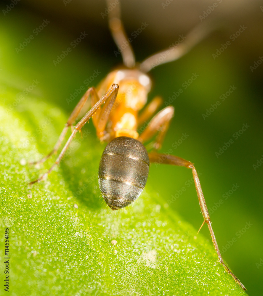 ant on a green leaf. macro