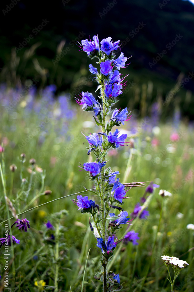 Obraz premium синий цветок