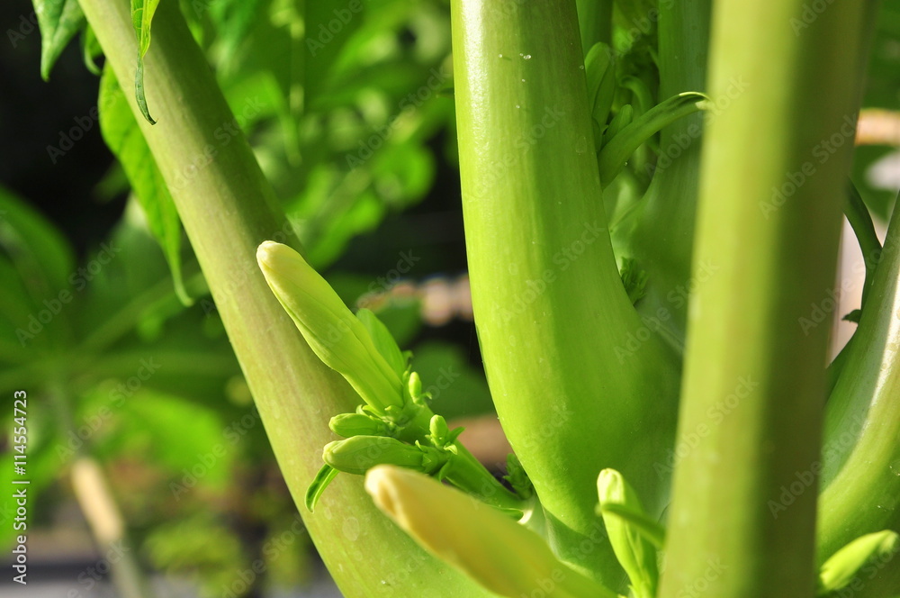 Fototapeta premium Green papaya bud in the sun