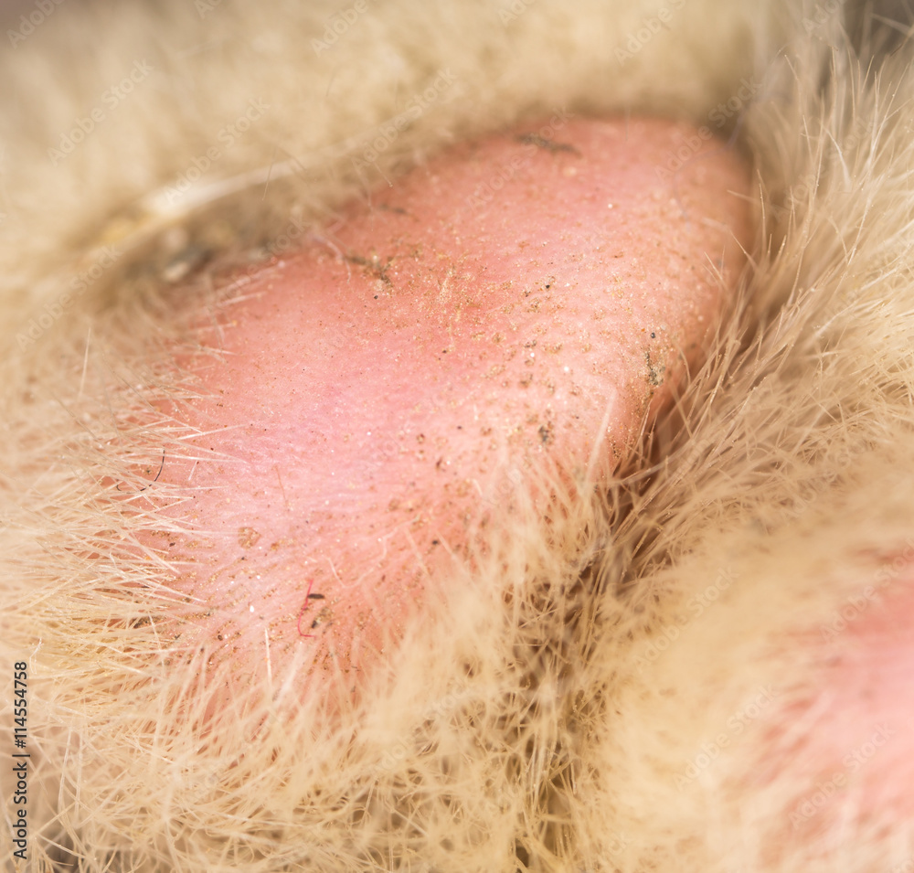 cat's paw as a background. macro