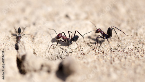 Ant on dry ground. macro © schankz