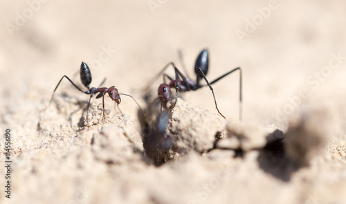 Ant on dry ground. macro © schankz