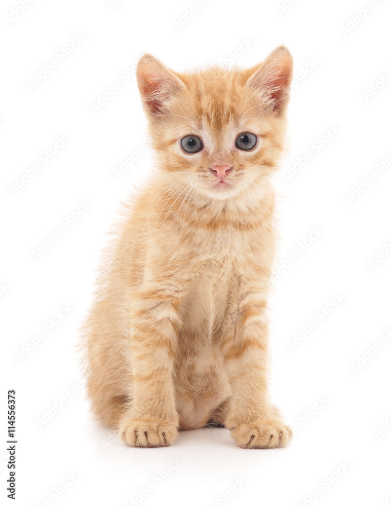 Red kitten. Red kitten.