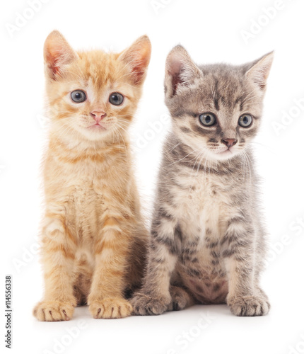 Fototapeta Naklejka Na Ścianę i Meble -  Gray and red cat.
