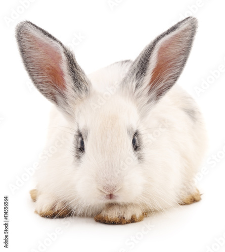 White rabbit. © voren1