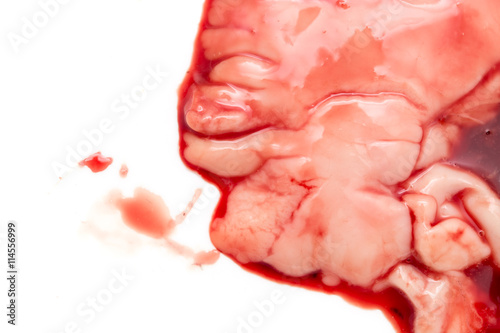 gut fish blood over a white background photo