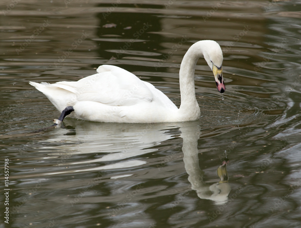 Fototapeta premium White swan floating on the lake