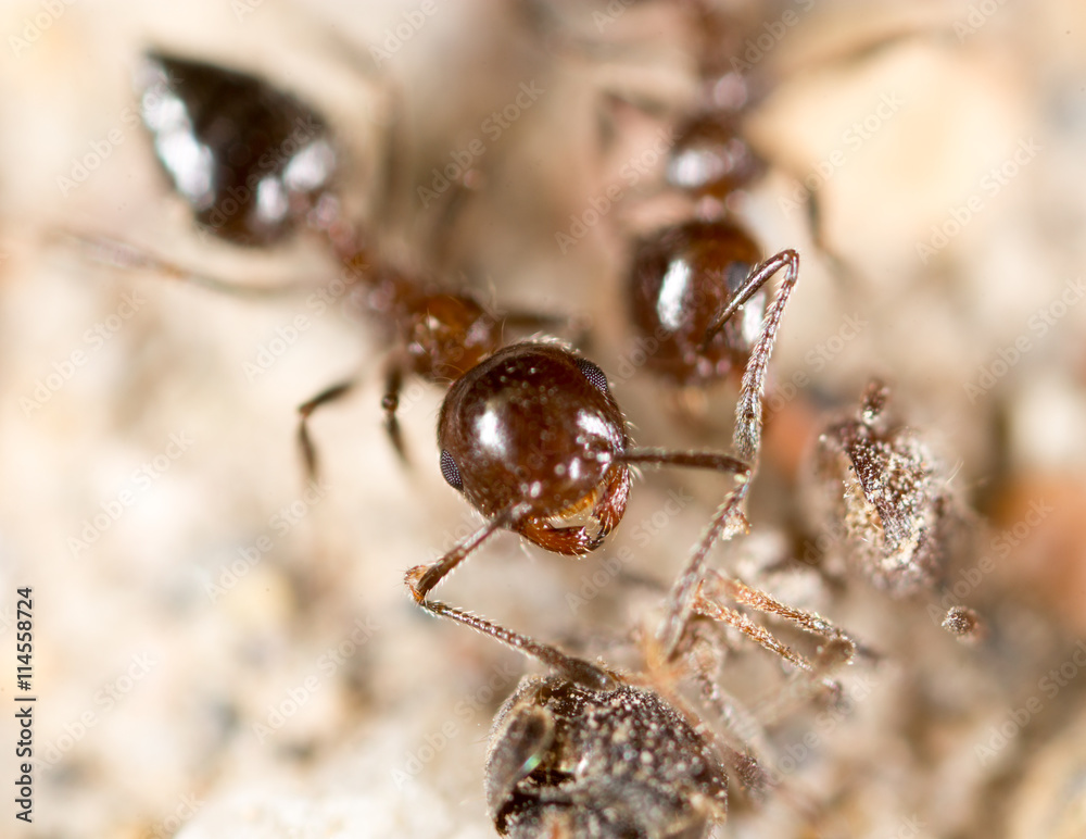 little ant in nature. super macro little ant in nature. super macro