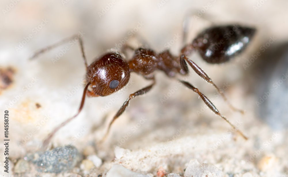 little ant in nature. super macro little ant in nature. super macro