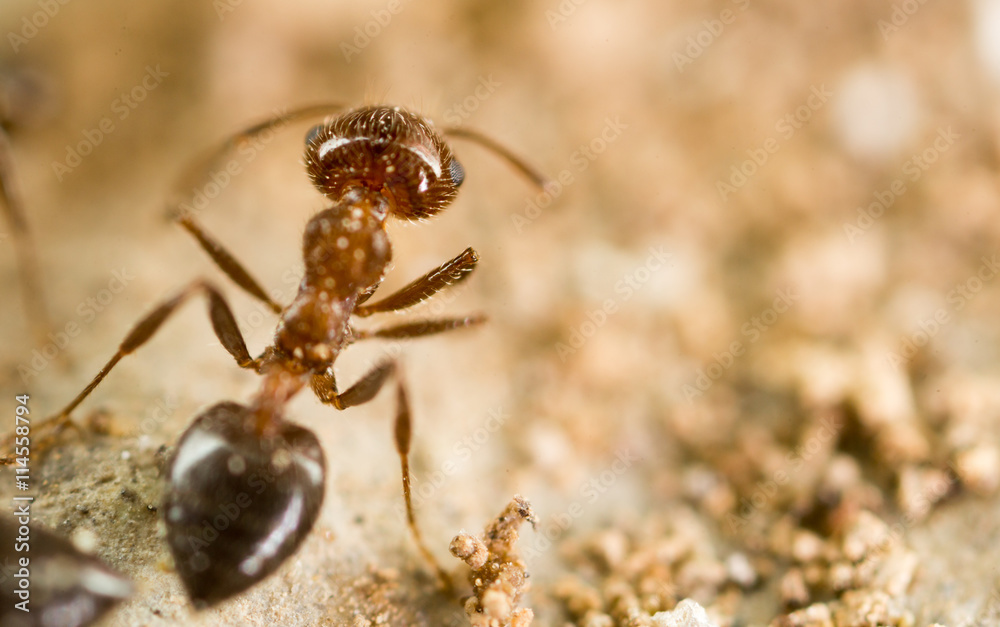 little ant in nature. super macro