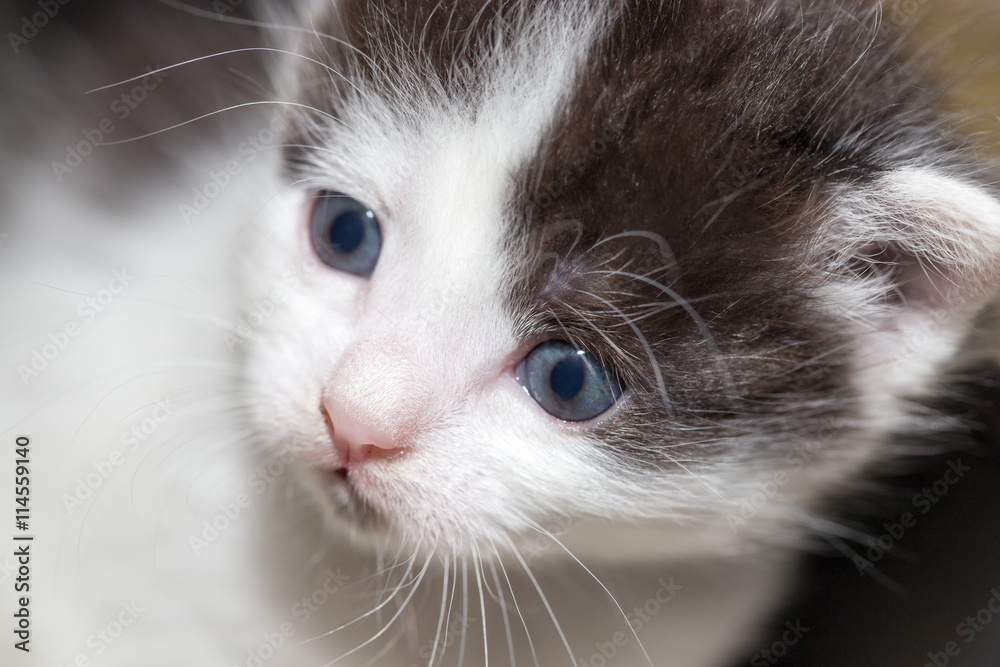 Portrait of a small kitten Portrait of a small kitten