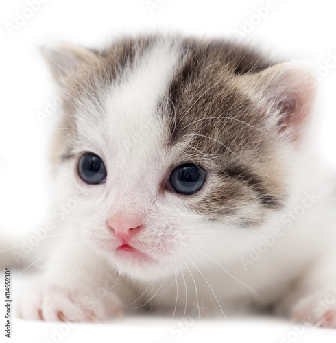 little kitten on white background © schankz