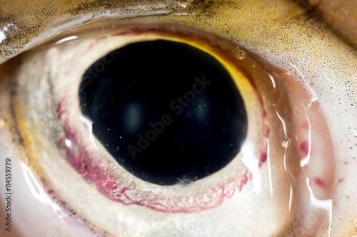 Eye pike fish. super macro