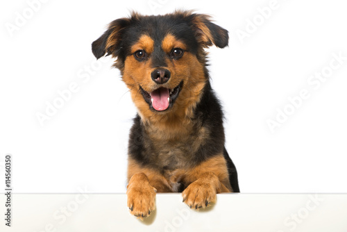 Fototapeta Naklejka Na Ścianę i Meble -  Hund schaut über eine Mauer
