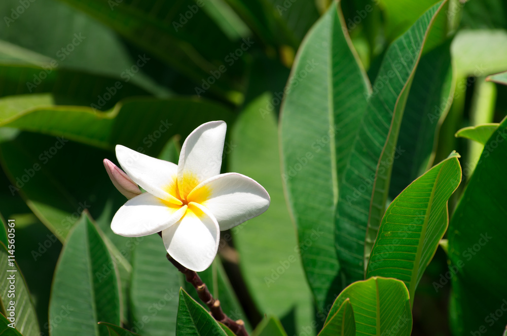 Fototapeta premium white plumeria flowers