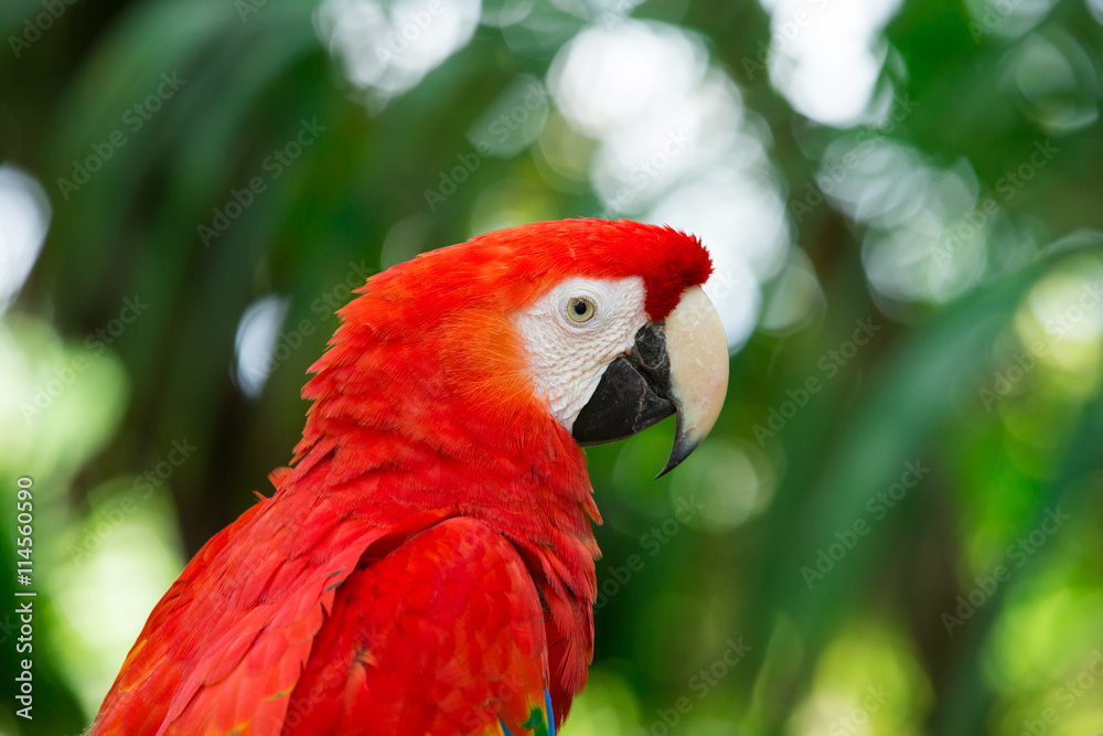 parrot bird parrot bird
