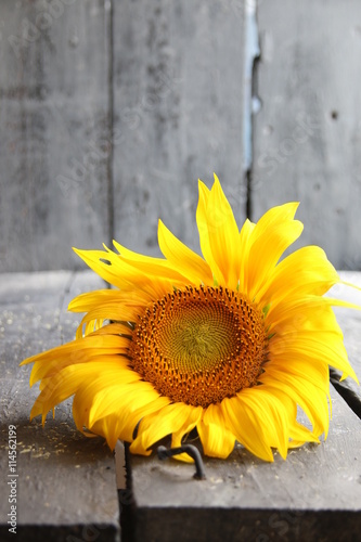 sunflower - flower background