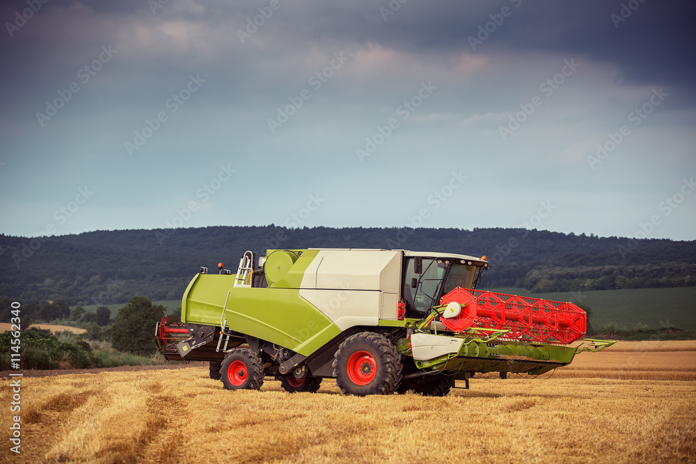 Obraz premium Working Harvesting Combine in the Field of Wheat