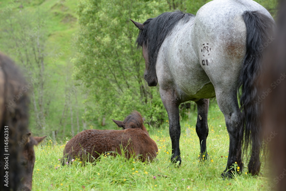 Fototapeta premium guardian, gray mare looking for her sleeping foal